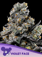 Violet Face Auto – ANESIA SEEDS